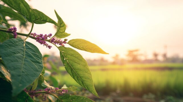 Green leaves purple polygonum flowers foreground blurred grassland background with sunlight exposure, macro shallow depth of field, fresh saturated tones and clear details in natural environment