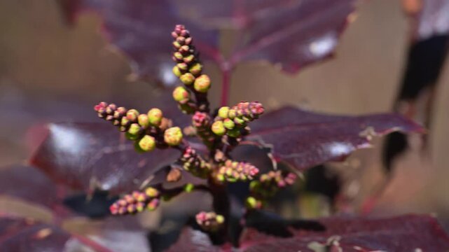 Buds of Oregon grape holly (Berberis aquifolium, formerly Mahonia aquifolium) against red-brown leaves in spring in a garden, Ukraine.