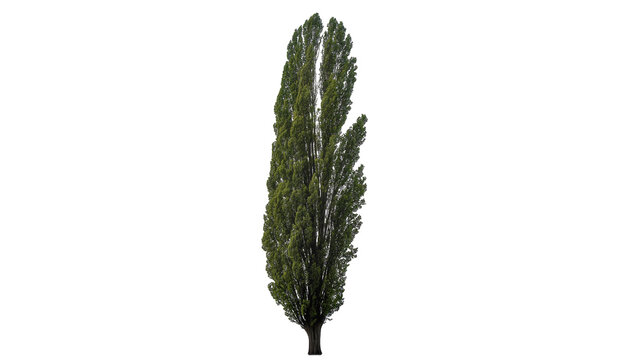 Isolated elegant tall slender green columnar tree a vibrant natural outdoor landscaping element