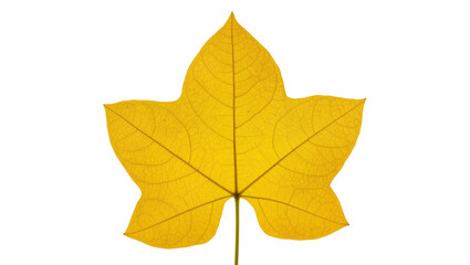 Fototapeta premium Isolated vibrant yellow autumn leaf showing intricate detailed venation, natural seasonal object