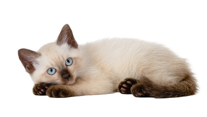 Isolated adorable little Balinese or Siamese mix kitten, cute domestic pet animal lying down © Federica
