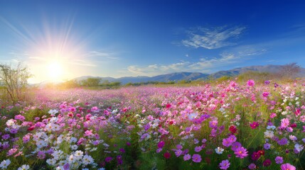 Fototapeta premium Pink cosmos flower field blue sky sun rays sunny spring background with vibrant blossoms and lush meadow bright natural light creating cheerful tranquil landscape full of freshness and seasonal beauty