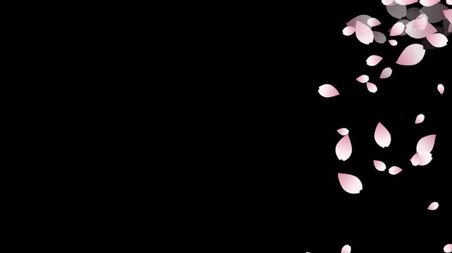Clean and simple sakura flower overlay. Realistic falling cherry blossom petals isolated on a transparent background 4K video resolution for quick drag and drop use.