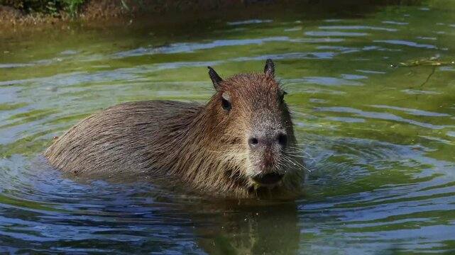 The capybara, Hydrochoerus hydrochaeris is the largest extant rodent in the world. Its closest relatives are agouti, chinchillas, coyphillas, and guinea pigs. Native to South America. 