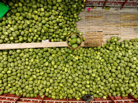 Aerial view of a vibrant, green mass of striped cucumbers, overflowing from baskets and crates, creating a textured mosaic of organic shapes, Dhaka, Dhaka Division, Bangladesh.