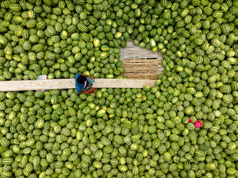 Aerial view of a person amidst a sea of vibrant green Armenian cucumbers, a harvest day's bounty under the open sky, Dhaka, Dhaka Division, Bangladesh.