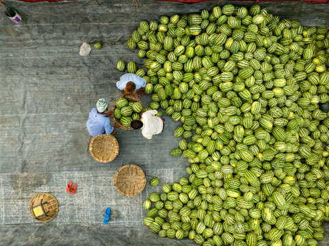 Aerial view of farmers sorting through a vast heap of vibrant green spiky cucumbers, their textures contrasting with the workers' clothing, Dhaka, Dhaka Division, Bangladesh.