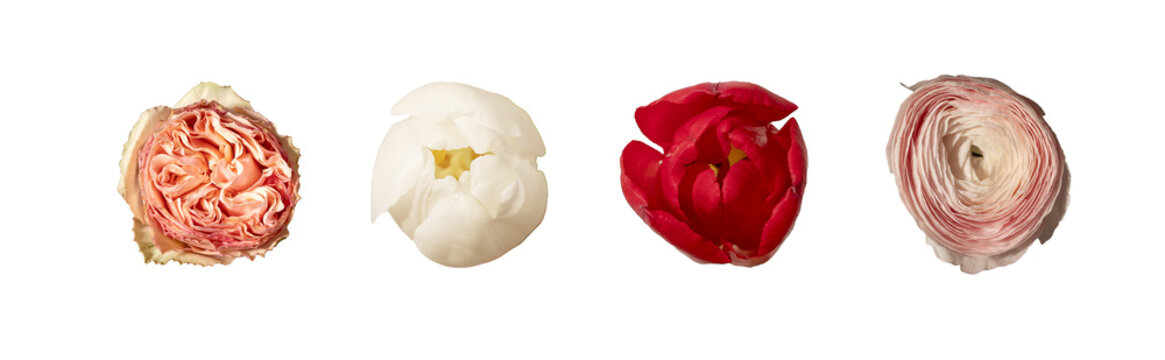 Garden rose tulip and ranunculus flower heads top view isolated white background. Gorgeous floral composition showing variation and texture clearly. Botanical concept for comparison and