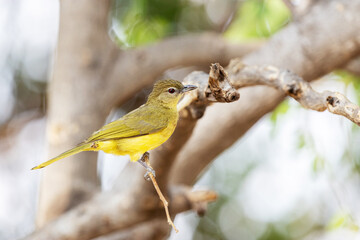 Obraz premium Close-up of a curious Yellow-bellied greenbul perched nearby in Chobe National Park, Botswana