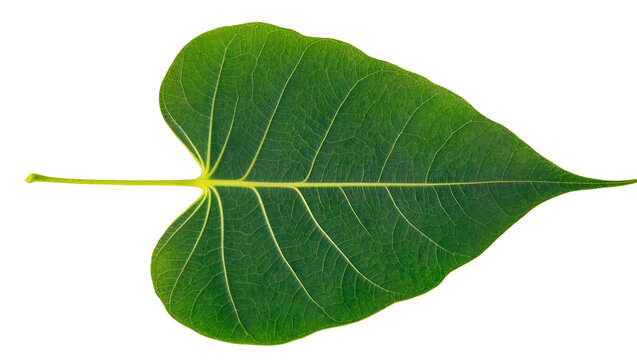 Isolated vibrant green Sacred Fig leaf with detailed venation, a symbol of nature and spirituality.