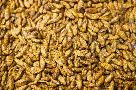 Fried silkworms chrysalis in tray of thailand street market. Exotic street food fried insects is a popular snack.