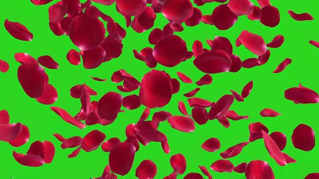 Rose Petals Falling Animation on Green Screen Background