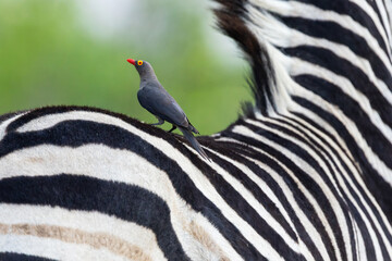 Obraz premium Lonely Red-billed oxpecker standing on a back of a Burchell's zebra near Khwai, Botswana
