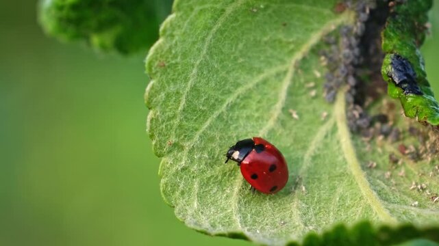 Ladybug and aphid on leaf. Insects pests affect plant, garden and orchard. Eat leaves and fruits of plants. Protection from vermin and diseases. The cycle of life in nature. High quality 4k footage.