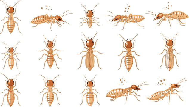Detailed Termite Insect Vector Set Featuring Multiple Poses, Life Stages, and Colony Behavior for Pest Control, Biology Study, and Educational Design Use.