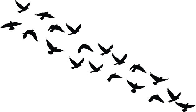 Flying birds flock silhouette vector illustration, black pigeons or doves migrating in sky, cad drawing flat vector illustration, flavector, isolated.