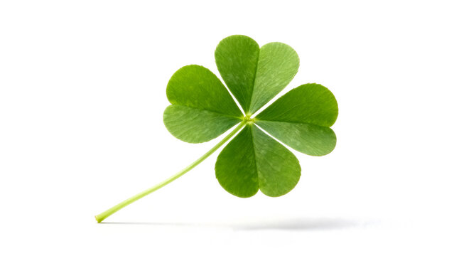Four-Leaf Clover Isolated on White Background for PNG