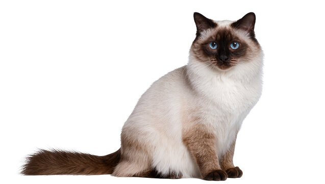 Isolated cute colorpoint cat with bright blue eyes sitting calmly on a plain surface