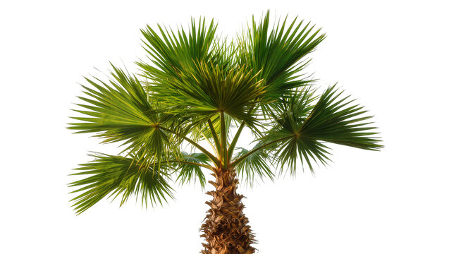 Isolated tropical fan palm tree with vibrant green fronds and a detailed, textured brown trunk
