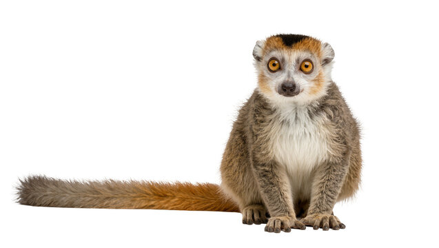 Isolated adult crowned lemur primate sitting looking directly at camera with its striking orange eyes