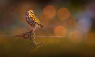 Owl. Colorful nature background. Little owl. 