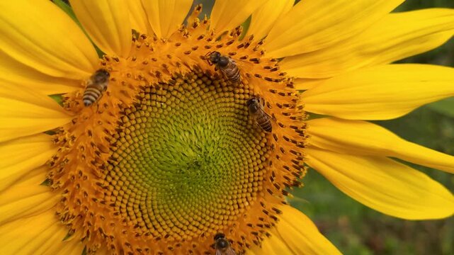 High-detail closeup shot of honey bees working a blooming sunflower for nectar during a sunny midday.