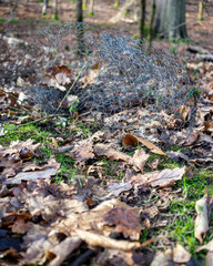 Obraz premium stump in the forest