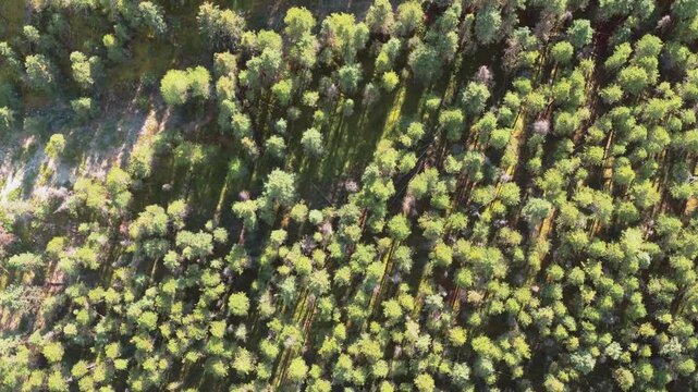 Aerial Revealing shot, Town of Banff, Morning shot. Banff National Park, Alberta, Canada.