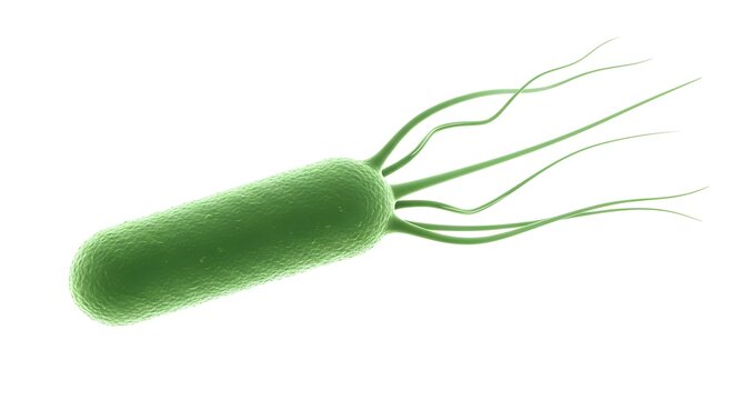 A green bacterium with flagella on a white background