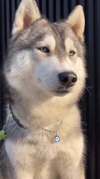 "Beautiful Siberian Husky dog with blue eyes and blue Nazar amulet protection jewelry"
