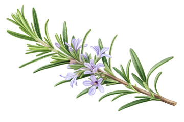 Fototapeta premium A fresh sprig of vibrant green rosemary with delicate purple-blue blossoms, meticulously rendered in a detailed botanical illustration, ideal for culinary and herbal designs on transparent background.