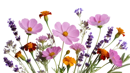 Fotobehang Lavendel Isolated vibrant bouquet of fresh pink cosmos, fragrant purple lavender, and orange marigold flowers  © Sindre