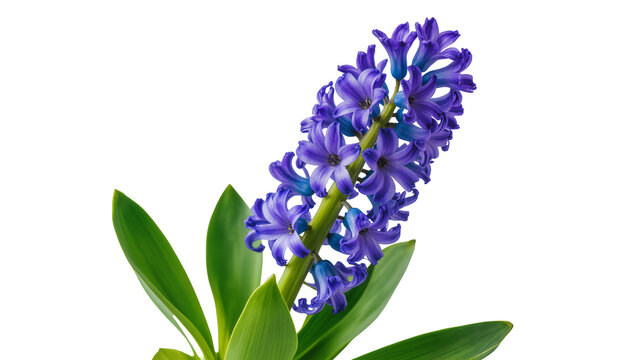 Isolated blooming purple hyacinth flower plant with vibrant green leaves for spring garden decoration
