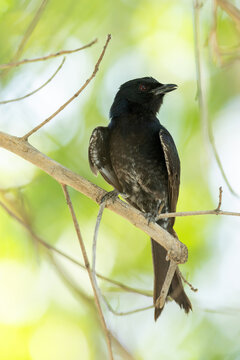 Closeup of Fork-tailed drongo perched in the shade in a lush garden in Maun, Botswana
