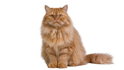 Isolated beautiful fluffy ginger domestic cat sitting gracefully, looking intently at the camera © Radovan