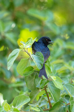 Closeup of a curious Fork-tailed drongo with an open beack perched in a lush garden in Maun, Botswana