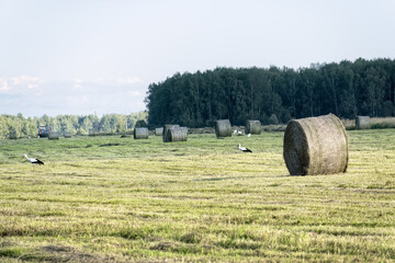 Fototapeta premium Storks walking in harvested field with round hay bales against forest background. Rural agricultural landscape with wild birds in the countryside.