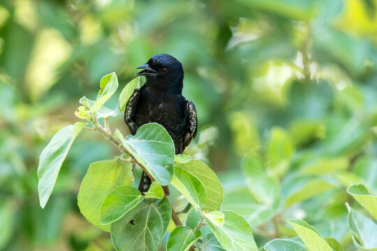 Closeup of a curious Fork-tailed drongo with an open beack perched in a lush garden in Maun, Botswana