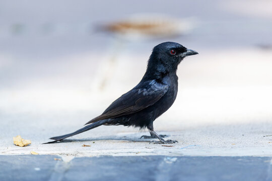 Fork-tailed drongo standing on a pavement in a garden in Maun, Botswana