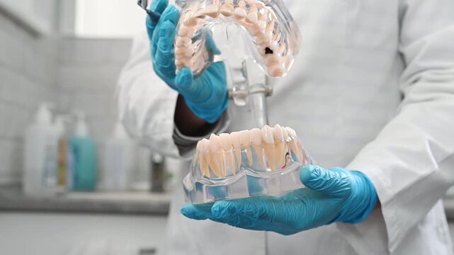 dentist wearing sterile gloves holds anatomical model of human jaw. close-up no face, making it unrecognizable. Gum inflammation, periodontal disease, stomatitis, gingivitis.