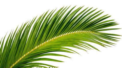 Fototapeta premium Isolated single vibrant green palm leaf from a tropical tree, perfect for summer designs