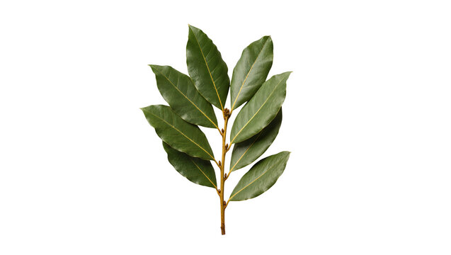 Isolated fresh green bay leaves sprig, aromatic cooking herb branch, natural botanical plant ingredient