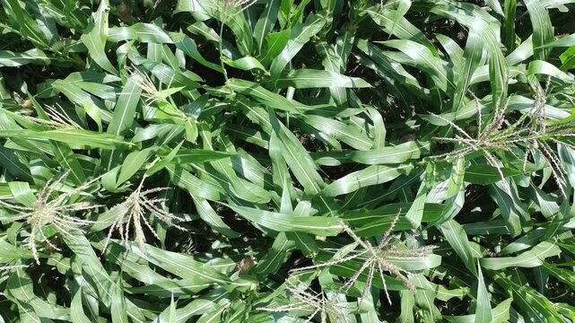 corn plants during the day