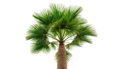 Fototapeta premium Isolated tropical fan palm tree with vibrant green fronds and textured trunk for design
