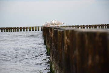 Mewy nad morzem siedzące i patrzące na wale z mchu  © Marek