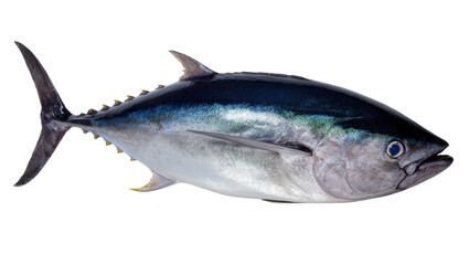 Fototapeta premium Isolated fresh whole tuna fish displaying its vibrant blue and silver coloration and sleek form.