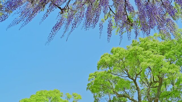 うららかな春空と新緑jに映える風に揺れる紫のカーテン
「樹齢300年の藤棚と紫の花のカーテン」
福岡県柳川市(中山の大藤)
A curtain of purple blossoms swaying in the breeze, beautifully contrasted with the gentle spring sky and fresh greenery
