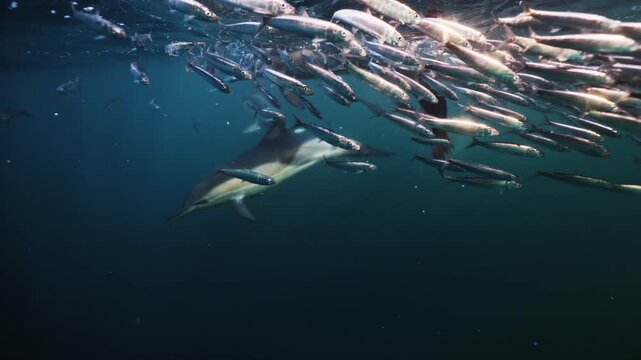 Dolphins hunting attack sardine run and feeding in south africa ocean blue water sea. Beit ball wild coast. Aquatic animals underwater nature. Wildlife. Unique phenomenon of sea marine animals.