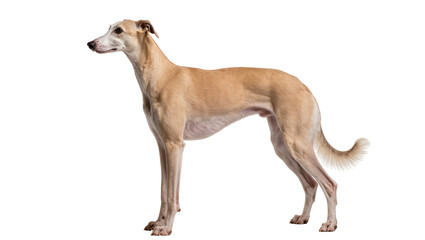 Isolated elegant fawn Greyhound standing calmly in profile view, a sleek and athletic companion