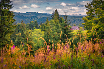 Naklejka premium Wonderful summer view of Carpathian mountains. Spectacular morning scene of rolling hills with in Stebny village, Transcarpathians, Ukraine, Europe. Beauty of countryside concept background.